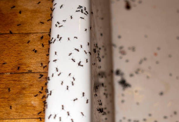 Best Termite Control Services  in Burley, ID